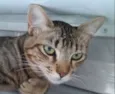 tigre/cinza