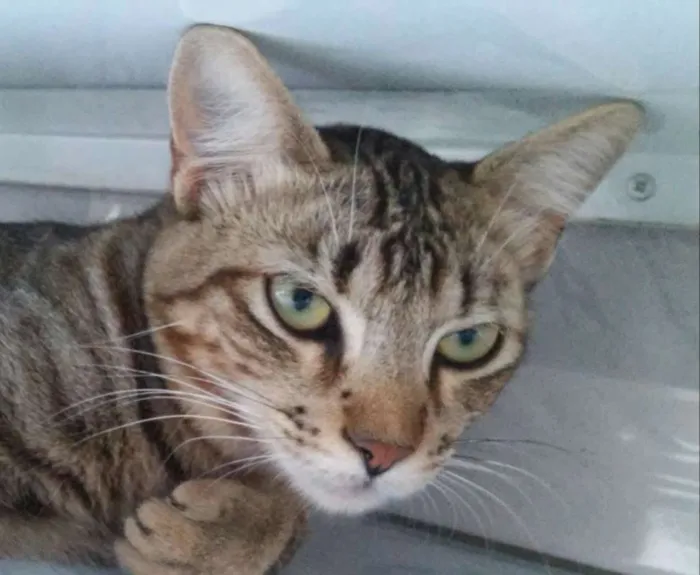 Gato raça não sei idade 1 ano nome tigre/cinza