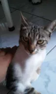 tigre/cinza