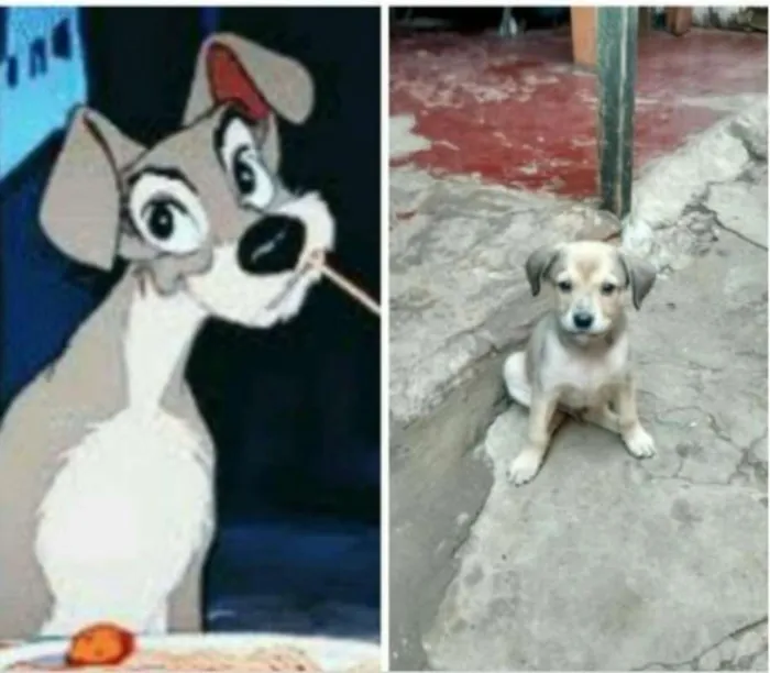 Cachorro ra a vira lata idade 2 a 6 meses nome sem nome