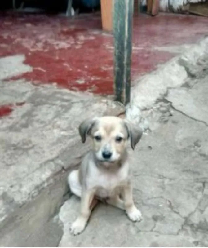Cachorro ra a vira lata idade 2 a 6 meses nome sem nome