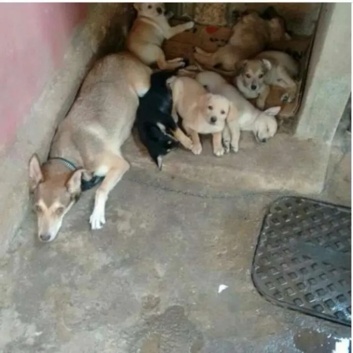 Cachorro ra a vira lata idade 2 a 6 meses nome sem nome