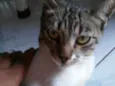 tigre/cinza