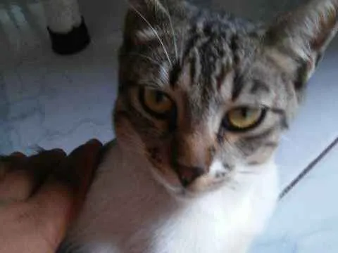 Gato raça não sei idade 1 ano nome tigre/cinza