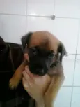 Bisteca 