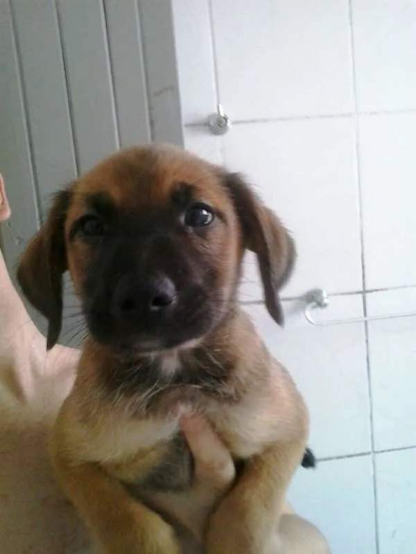 Cachorro ra a vira lata  idade Abaixo de 2 meses nome Bisteca 