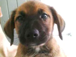 Cachorro raça vira lata  idade Abaixo de 2 meses nome Bisteca 
