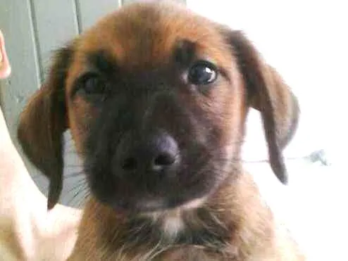 Cachorro ra a vira lata  idade Abaixo de 2 meses nome Bisteca 