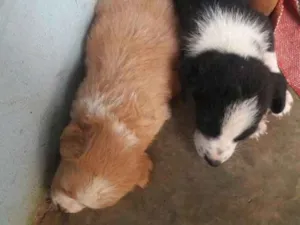 Cachorro raça Não sei idade 2 a 6 meses nome Não tem