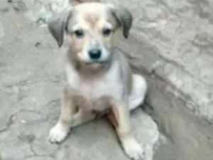 Cachorro raça vira lata idade 2 a 6 meses nome sem nome