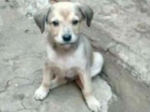 Cachorro ra a vira lata idade 2 a 6 meses nome sem nome