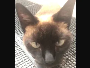 Gato raça Siamesa idade 1 ano nome Fofura