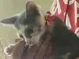 Lila