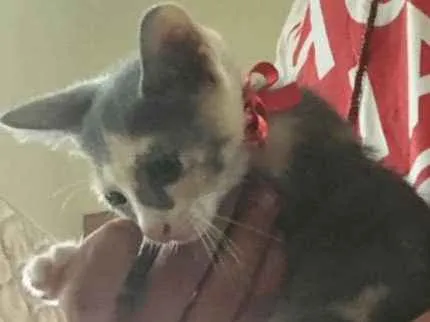Gato ra a srd idade 2 a 6 meses nome Lila