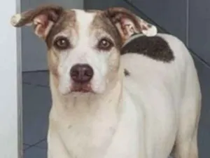 Cachorro raça SRD idade 2 anos nome Baltazar