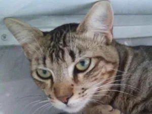 Gato raça não sei idade 1 ano nome tigre/cinza