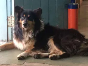 Cachorro raça Mestiço Collie idade 4 anos nome Dom