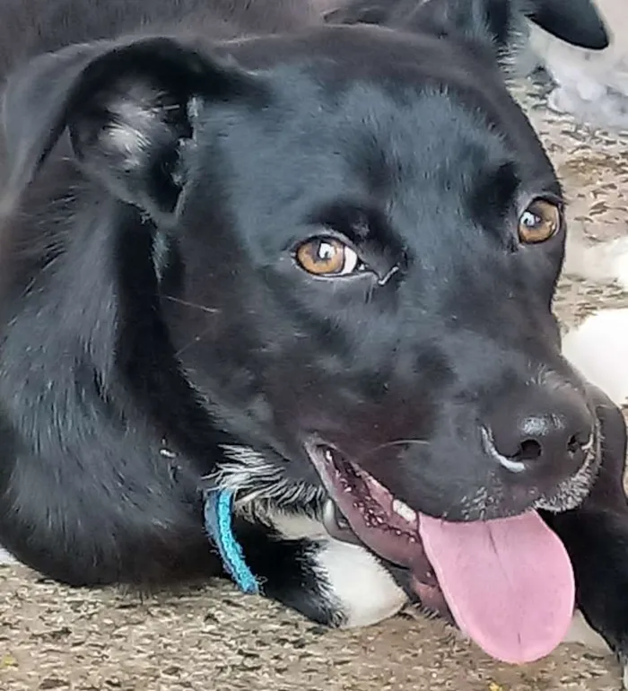 Cachorro ra a Vira lata  idade 7 a 11 meses nome Pretinho