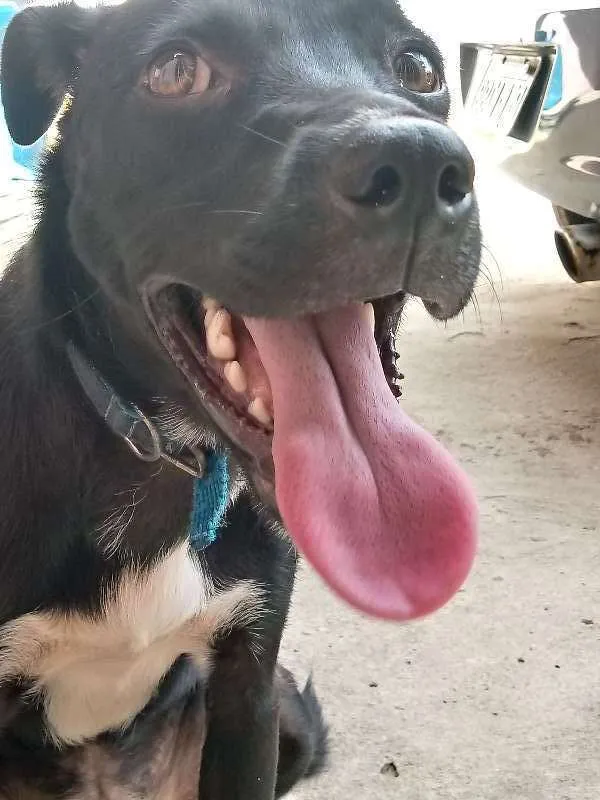 Cachorro ra a Vira lata  idade 7 a 11 meses nome Pretinho