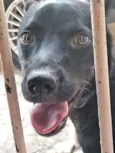 Pretinho