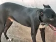 Pretinho