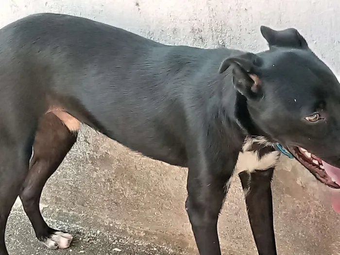 Cachorro ra a Vira lata  idade 7 a 11 meses nome Pretinho