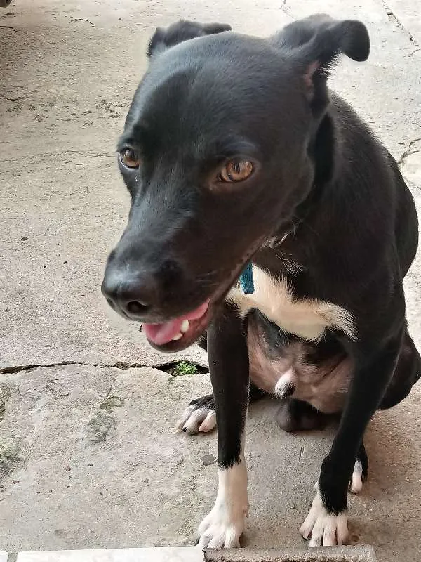 Cachorro ra a Vira lata  idade 7 a 11 meses nome Pretinho