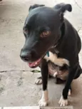Pretinho