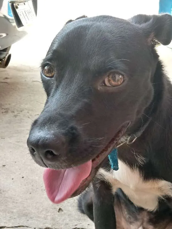Cachorro ra a Vira lata  idade 7 a 11 meses nome Pretinho