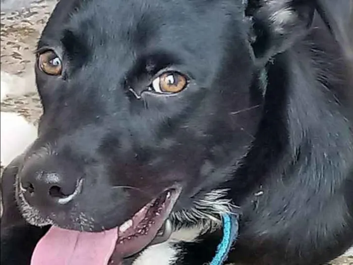 Cachorro ra a Vira lata  idade 7 a 11 meses nome Pretinho