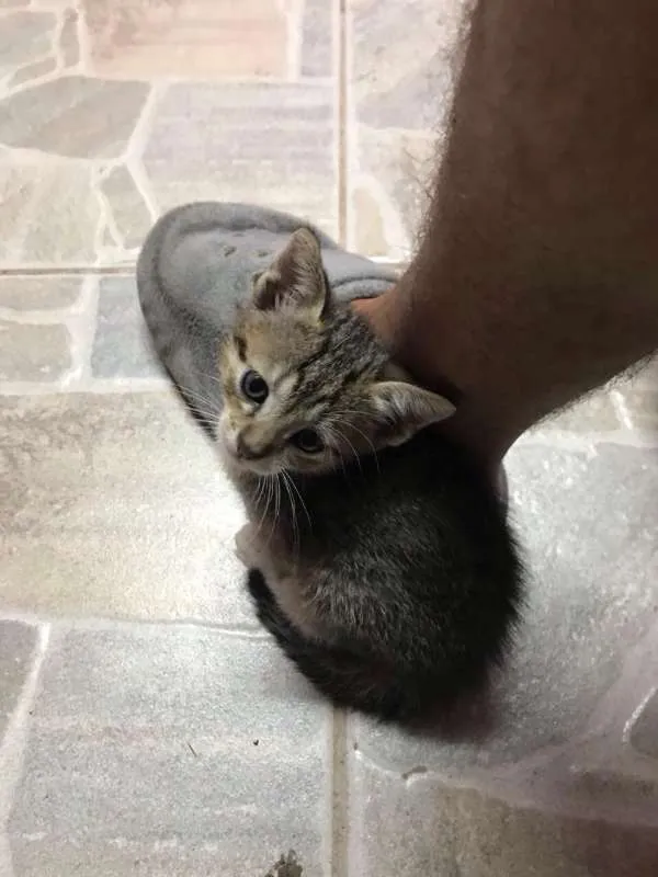 Gato ra a  idade Abaixo de 2 meses nome sem nome