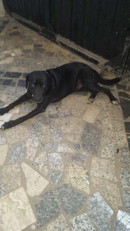 Cachorro ra a CANINA SRD idade 3 anos nome NERO