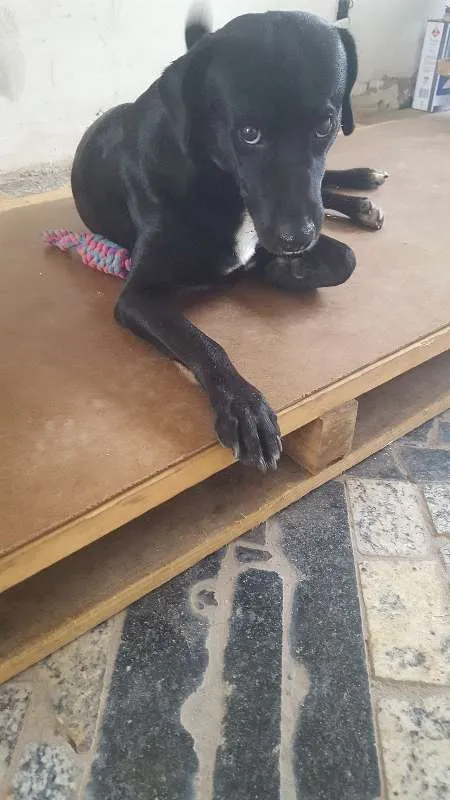 Cachorro ra a CANINA SRD idade 3 anos nome NERO