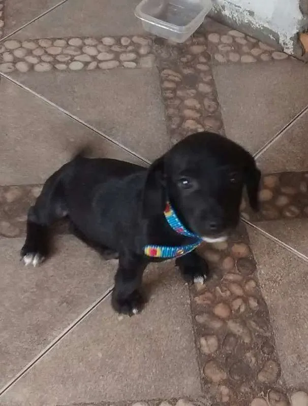 Cachorro ra a não sei idade 2 a 6 meses nome chorrinho