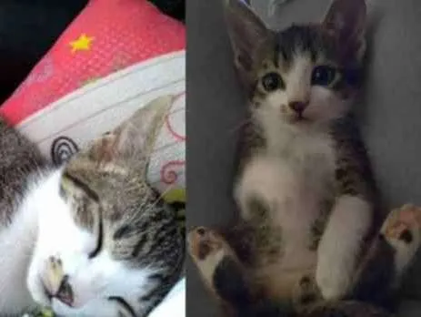 Gato ra a Sem raça definida idade 2 a 6 meses nome Figo