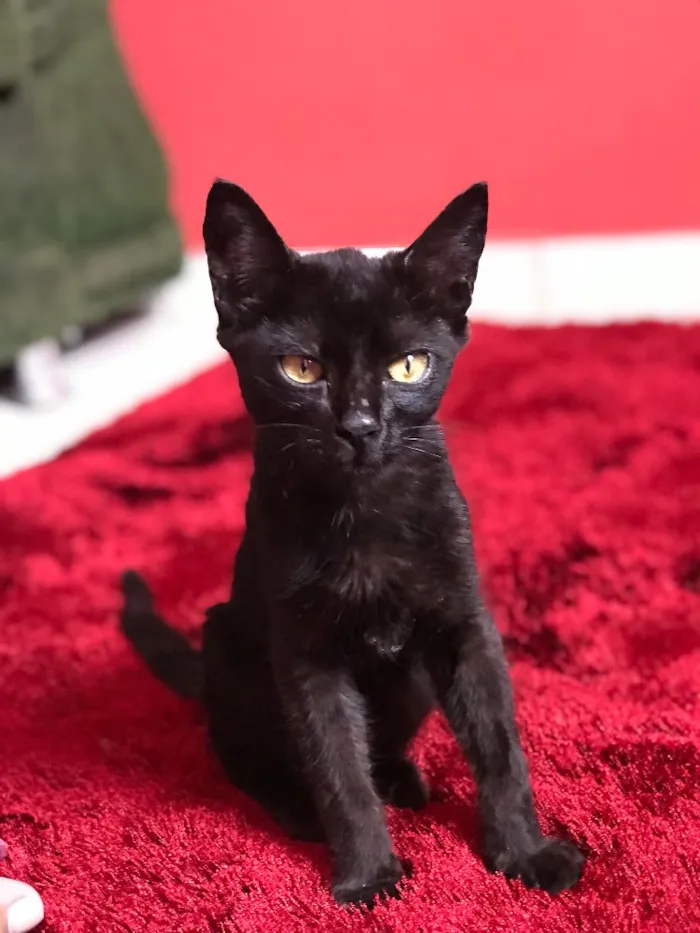 Gato ra a Não sei idade  nome Não tem nome ainda