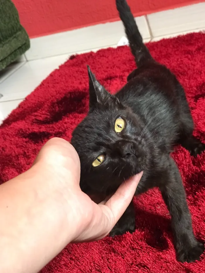 Gato ra a Não sei idade  nome Não tem nome ainda