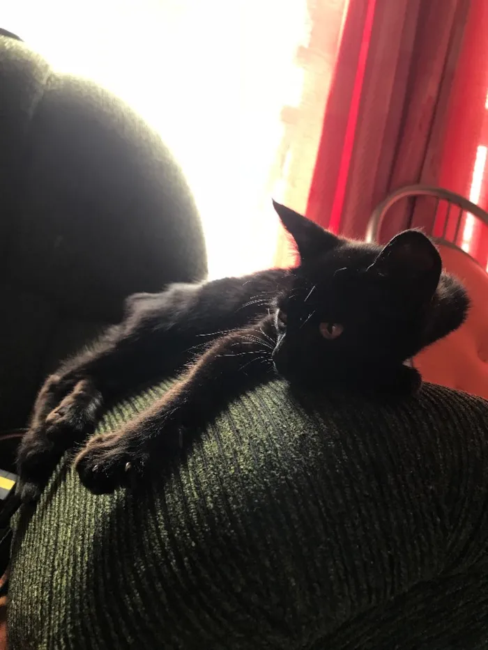 Gato ra a Não sei idade  nome Não tem nome ainda