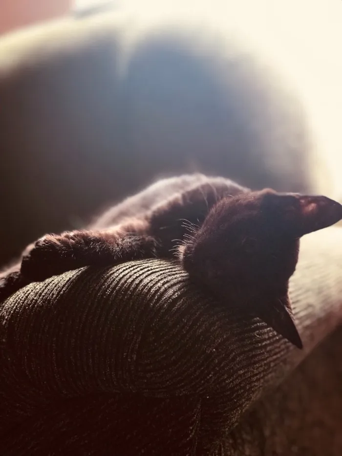 Gato ra a Não sei idade  nome Não tem nome ainda