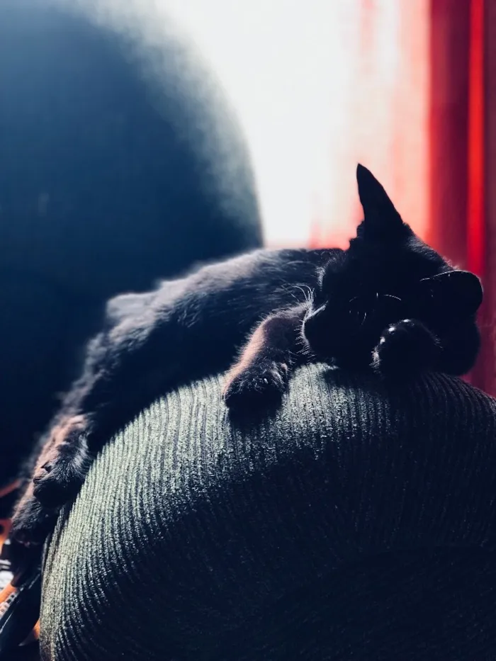 Gato ra a Não sei idade  nome Não tem nome ainda