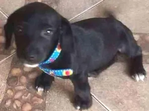 Cachorro raça não sei idade 2 a 6 meses nome chorrinho
