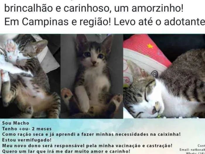 Gato ra a Sem raça definida idade 2 a 6 meses nome Figo