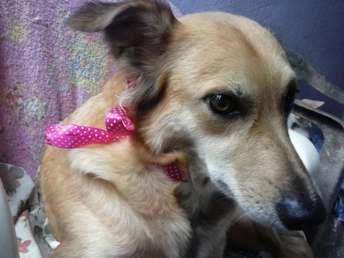 Cachorro ra a Vira lata idade 6 ou mais anos nome Dorynha