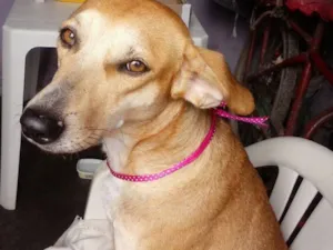 Cachorro raça Vira lata idade 6 ou mais anos nome Dorynha