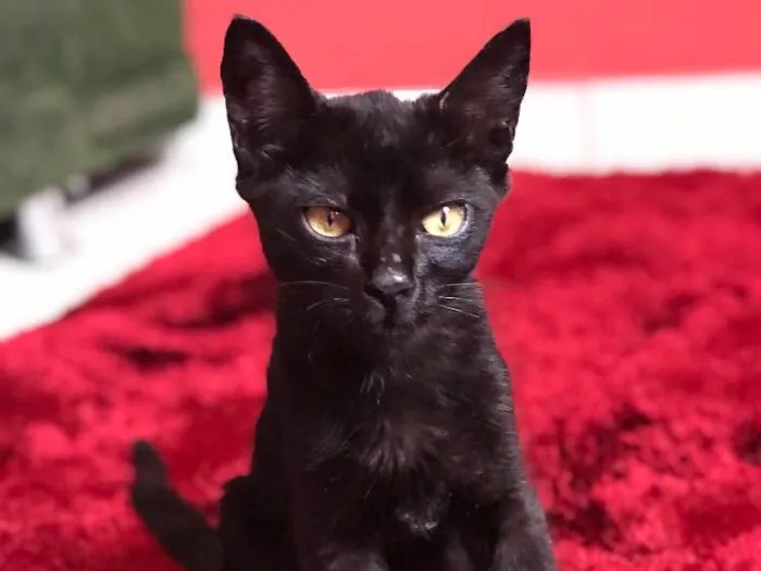 Gato ra a Não sei idade  nome Não tem nome ainda