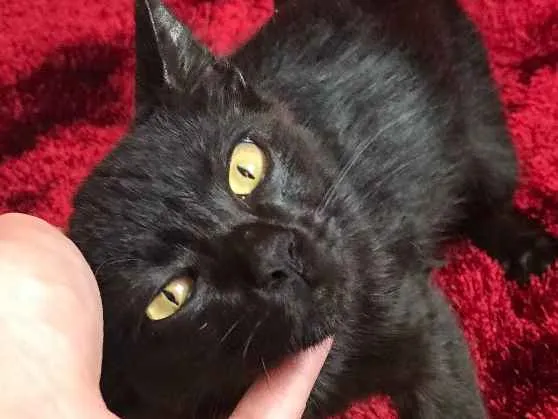 Gato ra a Não sei idade  nome Não tem nome ainda