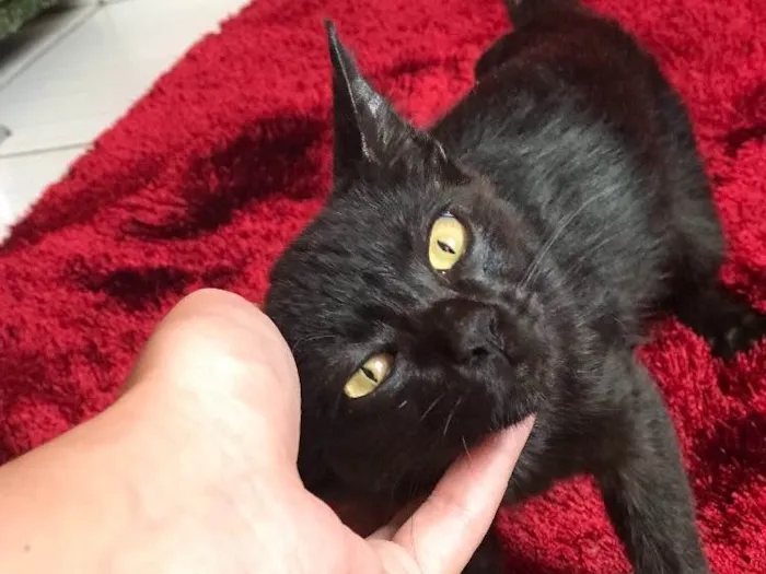 Gato ra a Não sei idade  nome Não tem nome ainda