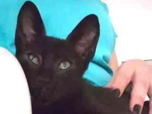 Gato raça FELINA idade 2 a 6 meses nome BANGUELA