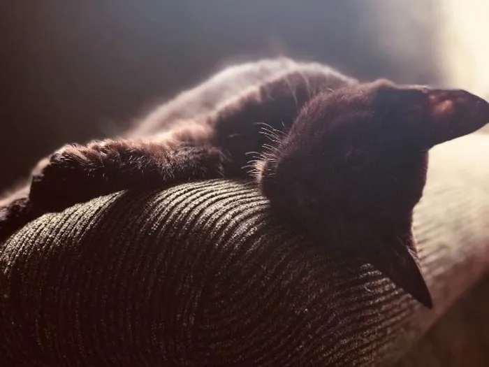 Gato ra a Não sei idade  nome Não tem nome ainda