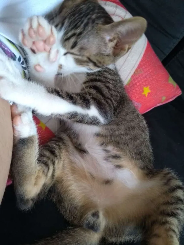 Gato ra a Sem raça definida idade 2 a 6 meses nome Figo